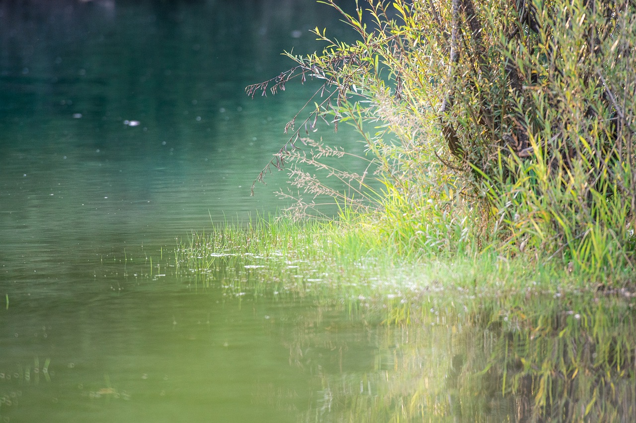 Why Conserving Wetlands is Crucial for a Healthy Planet